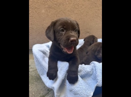 1 labradors0926.jpg